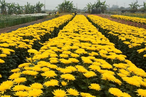 Tay Tuu flower village on the days before Tet - ảnh 2